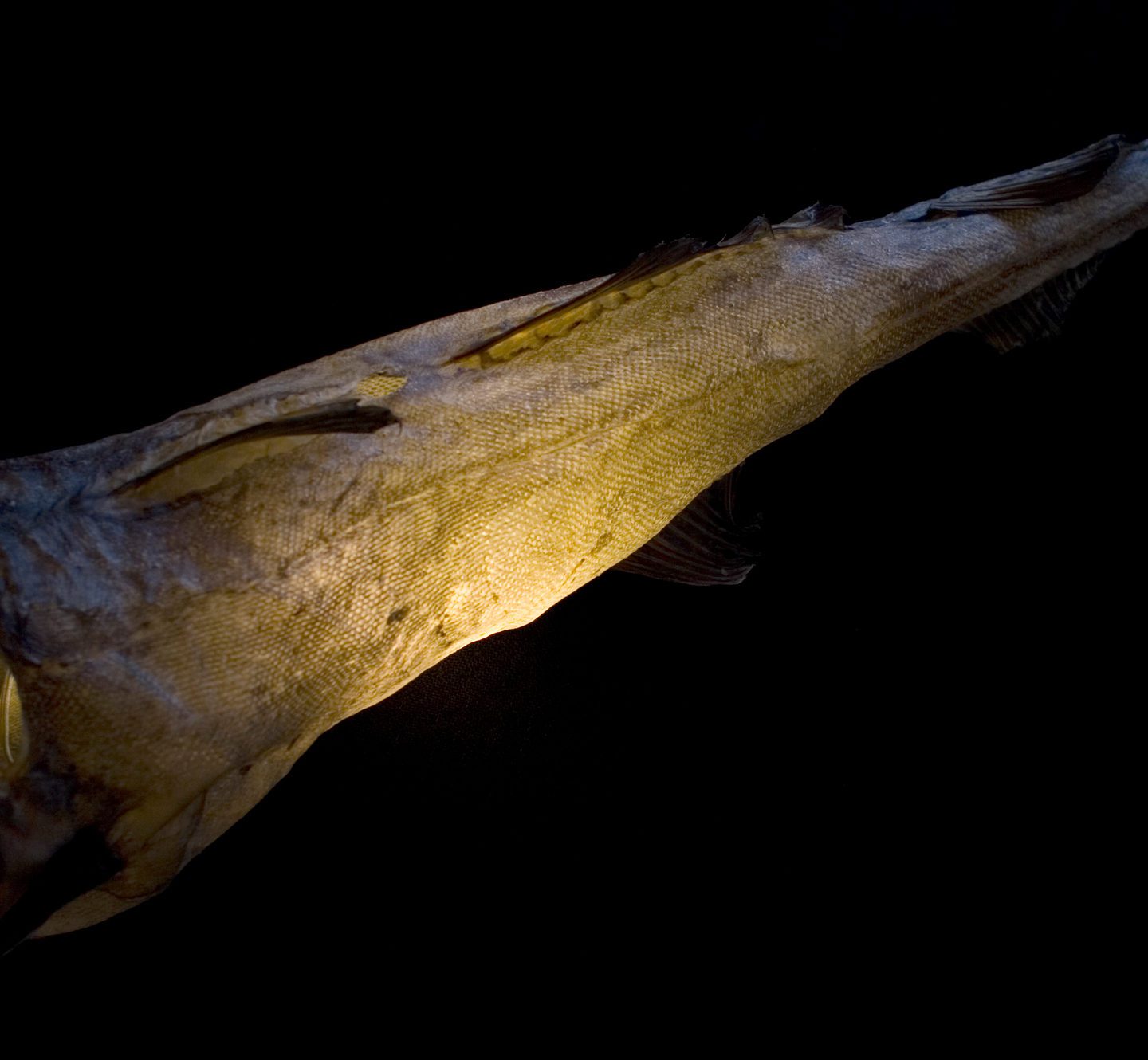 Uggi світильники – таранька у вигляді лампи